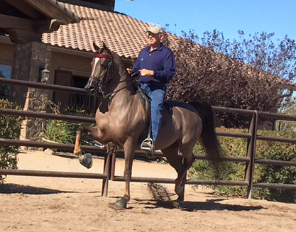 Culbreth Equine